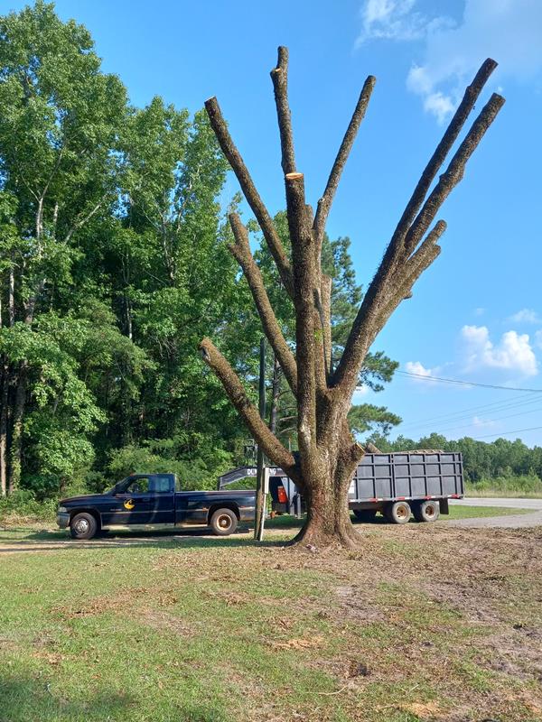 Grubb's Land Clearing & Tree Service Enterprise, AL